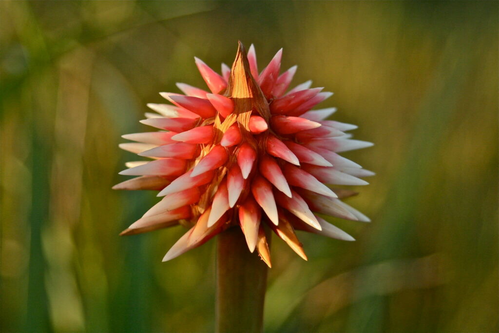 Close-up of a red-orange spiky flower with pointed petals on a brown stem, blurred green background behind it.