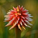 Close-up of a red-orange spiky flower with pointed petals on a brown stem, blurred green background behind it.