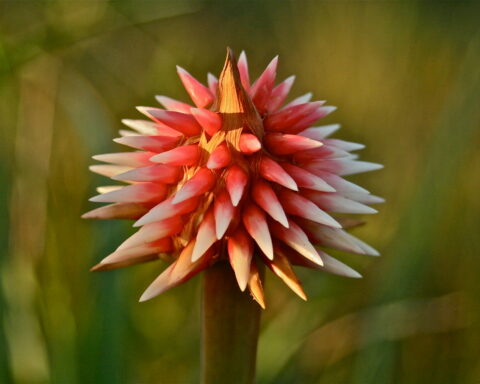 Close-up of a red-orange spiky flower with pointed petals on a brown stem, blurred green background behind it.