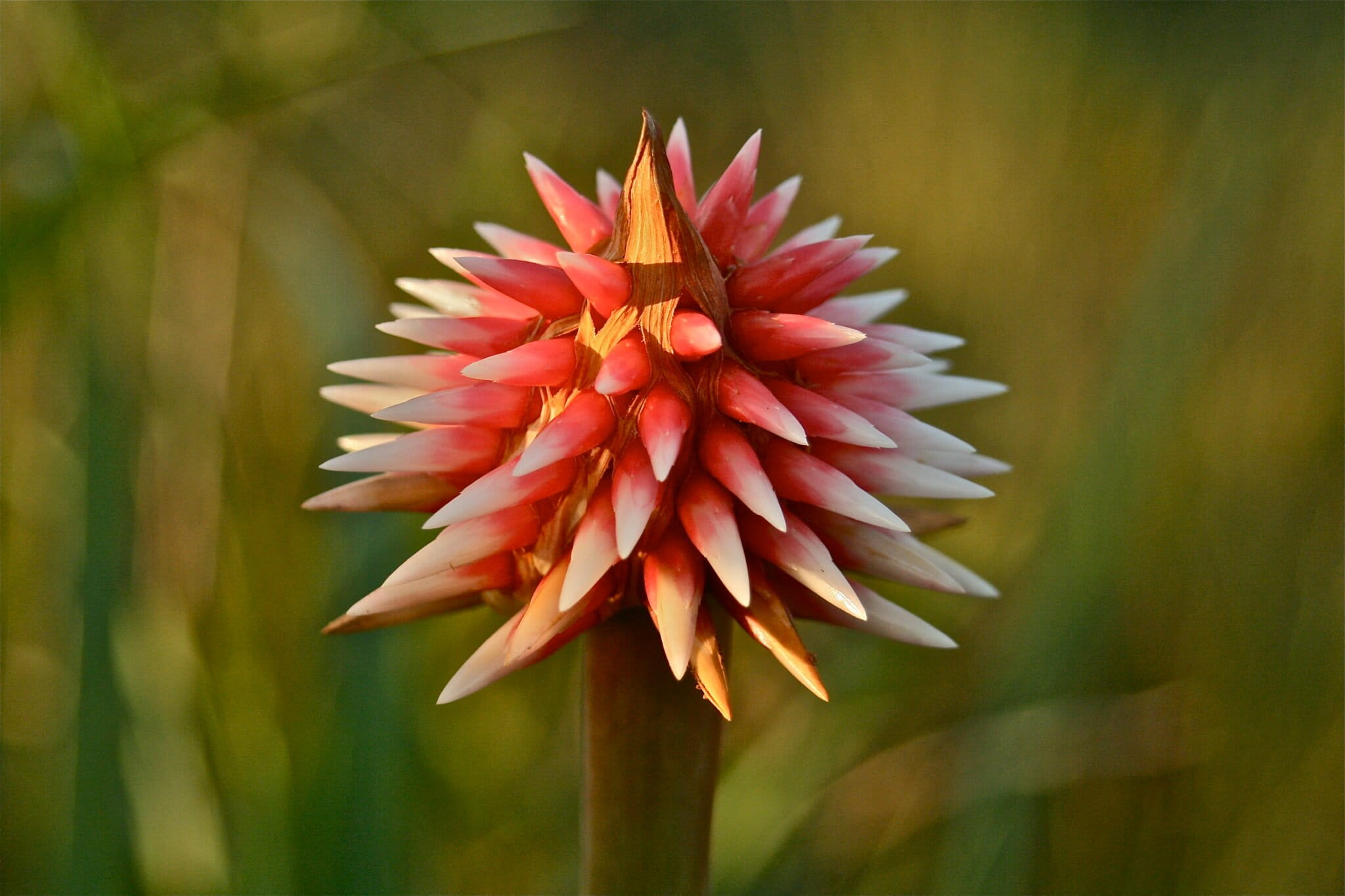 Close-up of a red-orange spiky flower with pointed petals on a brown stem, blurred green background behind it.